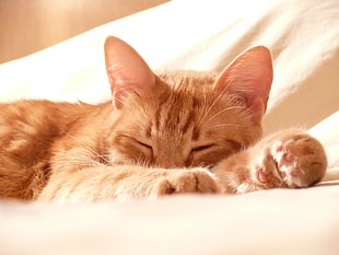 macro photography of orange Tabby cat