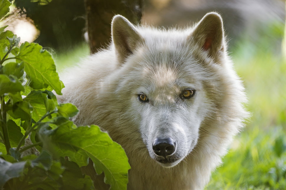 brown coated wolf HD wallpaper