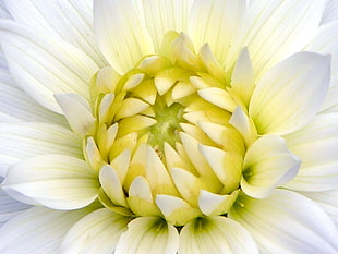 macro photography of white Dahlia flower, aster