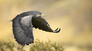 gray and black hawk, falcons, birds, flying