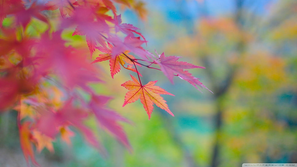 selective focus photography of maple leafs HD wallpaper
