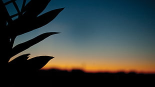 silhouette of plant, sunset, silhouette, leaves HD wallpaper