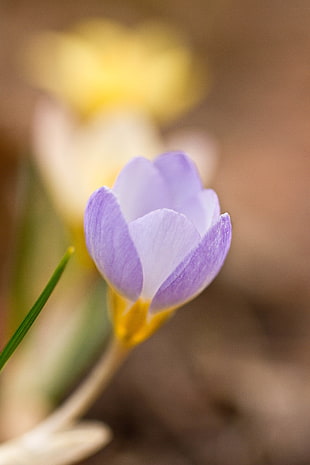 close-up photo of purple flower bud, crocus