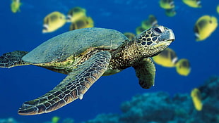 silver-colored fish decor, turtle