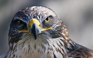 macro shot photography of Hawk