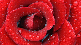 red rose, rose, flowers HD wallpaper