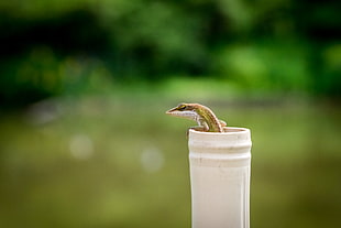 swallow focus photo of green lizard in white tubular container