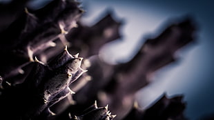 closeup photo of black and gray cacti
