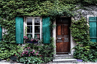 house with green vines and flowers HD wallpaper