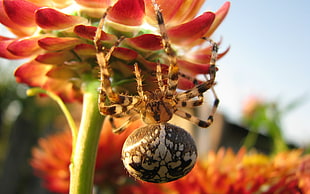 white and brown spider hanging in a flower