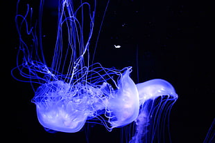 three purple jelllyfishes, Jellyfish, Glowing, Phosphorus