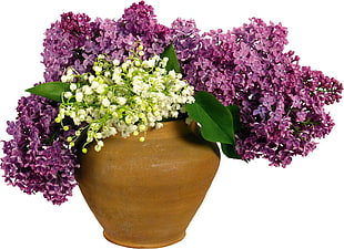white and purple flowers in brown ceramic pot