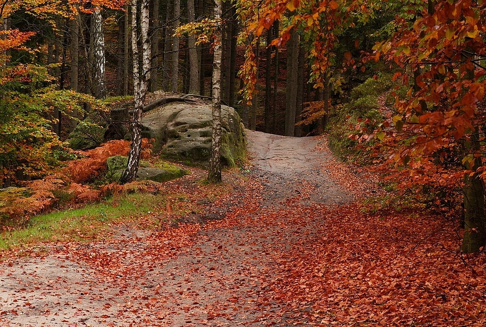 two brown and black chickens, forest, path, leaves, fall HD wallpaper