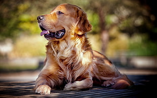 adult Golden Retriever close-up photo during daytime