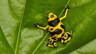 black and yellow tree frog, frog, nature, amphibian, poison dart frogs HD wallpaper