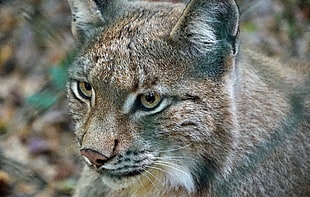 brown wild cat, Lynx, Predator, Wild cat