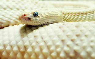 yellow snake, snake HD wallpaper