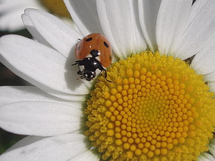 macro photography of Ladybug on white Daisy flower