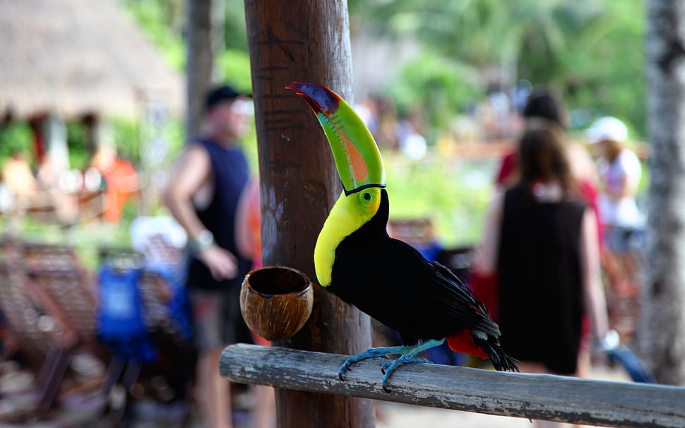 shallow photography black and green toucan during daytime HD wallpaper