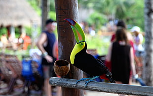 shallow photography black and green toucan during daytime