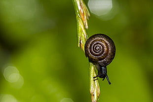 brown shelled snail on green twig