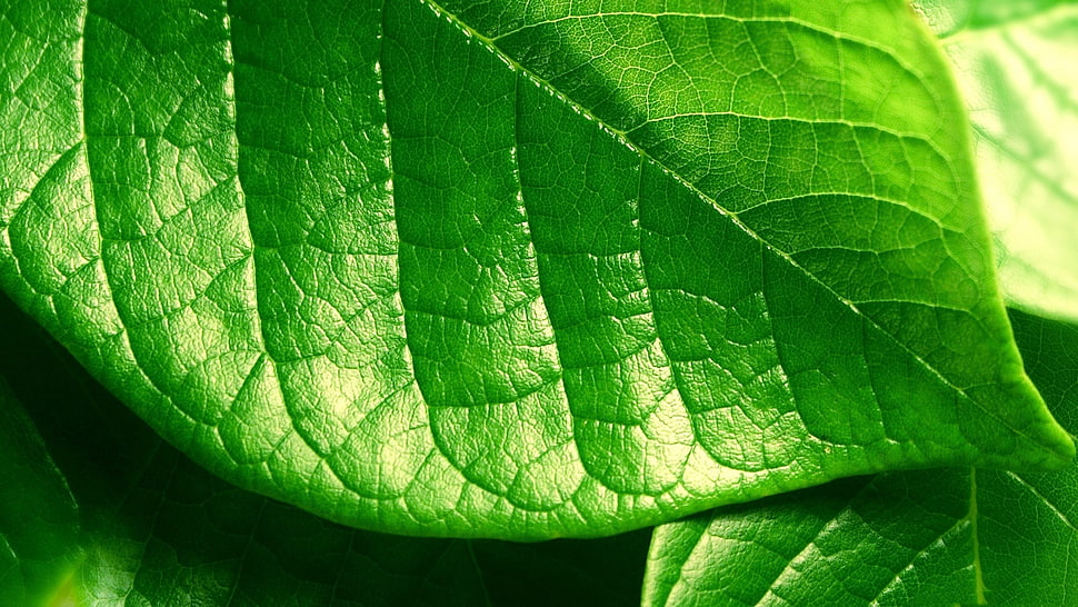 closeup photography of green leaf HD wallpaper