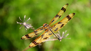 macro shot photography of brown and black dragonfly