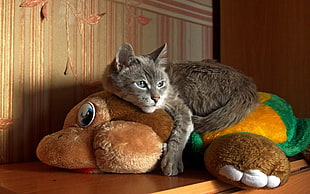 long-fur grey cat on brown dog plush toy