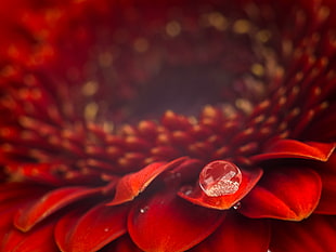 closeup photography of red petaled flower HD wallpaper