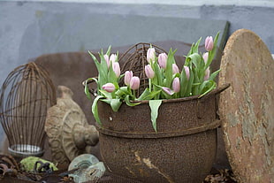 pink tulips in brown metal pot at daytime