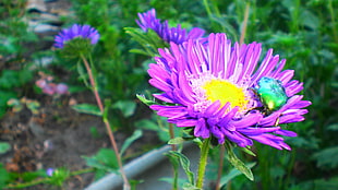 purple petaled flowers in bloom close-up photo