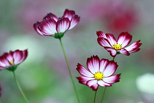 selective focus photo of white-and-pink Cosmos flowers