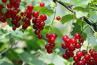 close up photo of red cherries, currants HD wallpaper