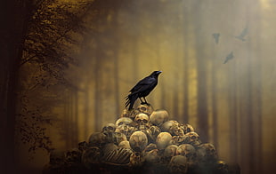 rave perched on pile of human skull illustration, raven, spooky, animals, skull HD wallpaper