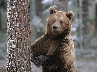 Grizzly Bear near tree HD wallpaper