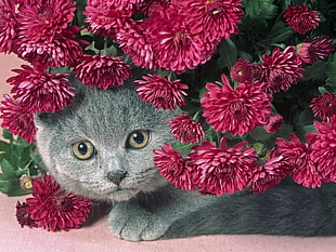 adult medium fur gray cat surrounded by red clustered petal flower