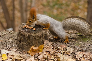 selective focus photography of gray and brown squirrel eating nuts above cut tree stem