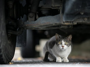 shallow focus photography of white and gray cat