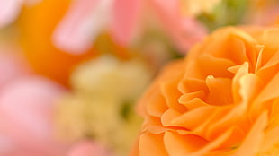 shallow focus photography of orange flower during daytime HD wallpaper