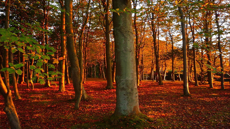 forest during sunset HD wallpaper