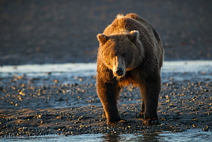 brown bear walking on river