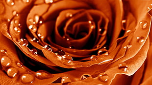 brown rose with water drops