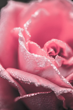 pink roses shallow focus photography HD wallpaper