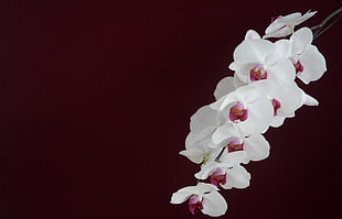 white-and-pink Orchids closeup photo