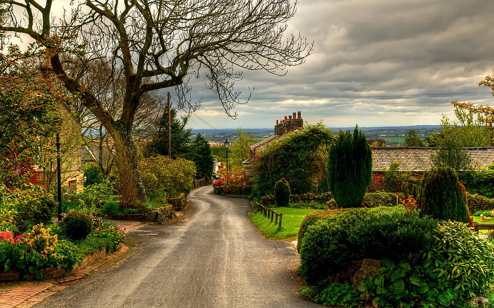 black bare tree, road, village HD wallpaper