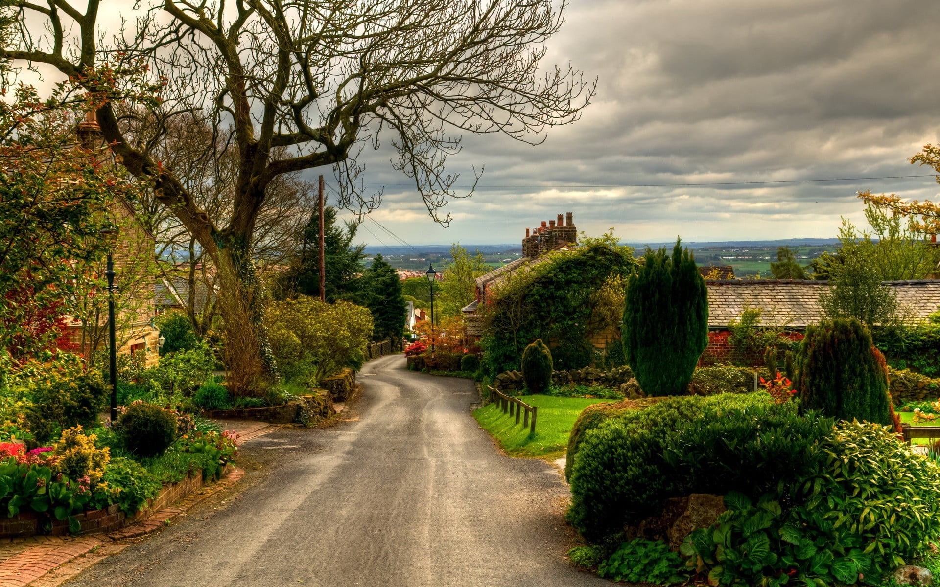 black bare tree, road, village