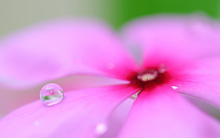 micro photography of bubble on pink flower