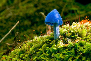 blue mushroom on green moss HD wallpaper