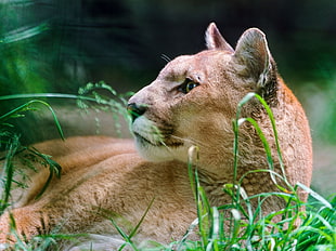short-coated brown animal photography