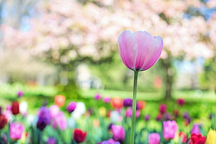 pink Tulip flower in bloom during daytime HD wallpaper